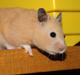 Hamster Bertild