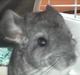 Chinchilla speedy <3 