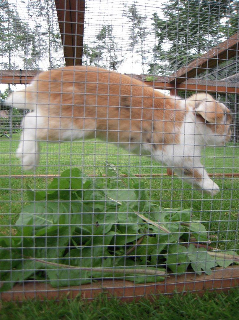 Kanin Nuser ( den Nye spring kanin ) billede 7