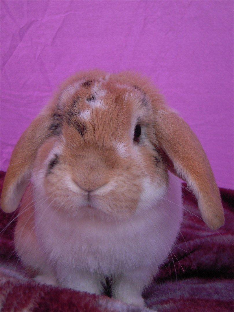 Kanin Nuser ( den Nye spring kanin ) billede 6