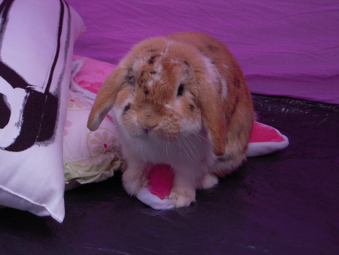 Kanin Nuser ( den Nye spring kanin ) billede 9