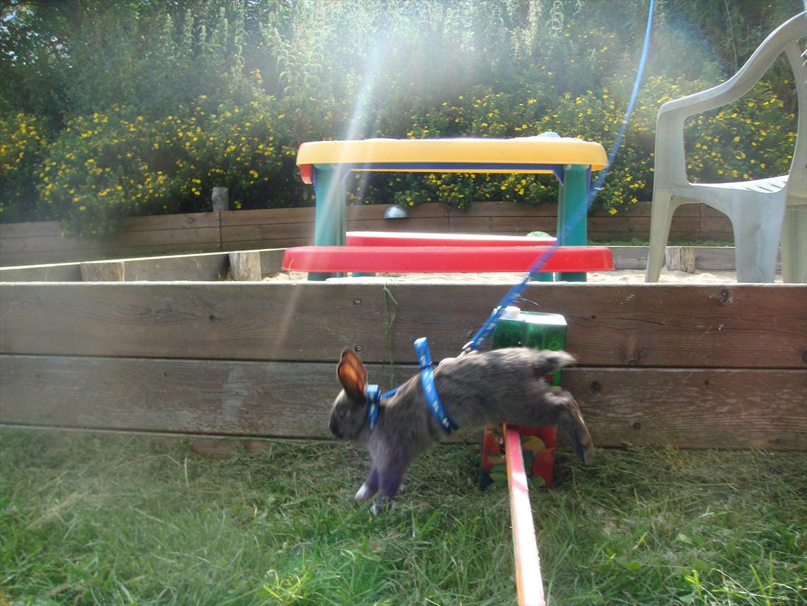 Kanin Filur <3 min kanin død :`( - folk siger jeg er få ung men jeg kan sagtens se selv :) billede 12