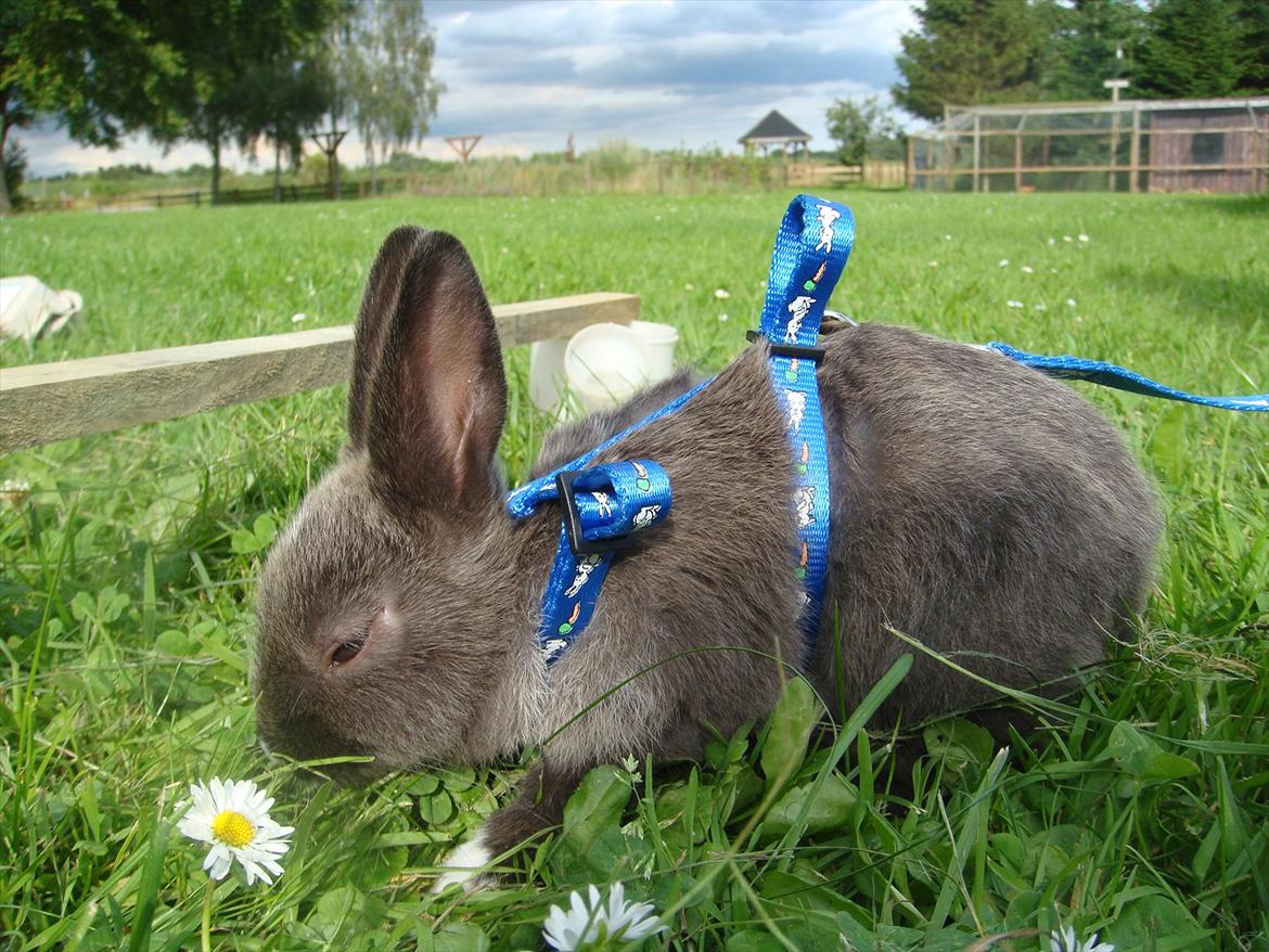 Kanin Filur <3 min kanin død :`( - cute !! <3 i love you billede 13