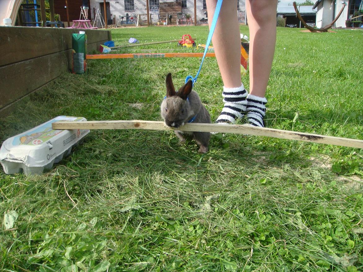 Kanin Filur <3 min kanin død :`( - nuser billede 14