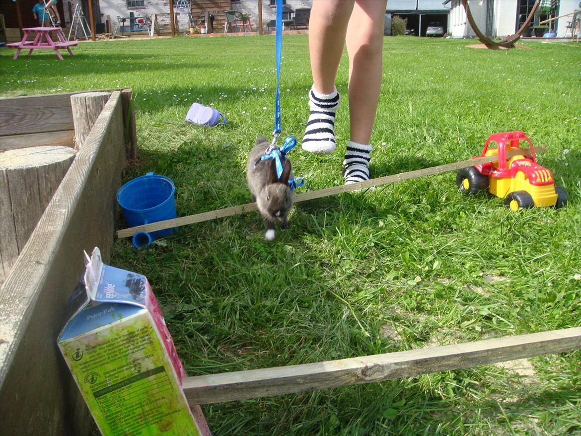 Kanin Filur <3 min kanin død :`( - hopper igen billede 15