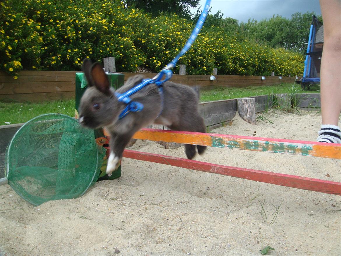 Kanin Filur <3 min kanin død :`( - weeee billede 16