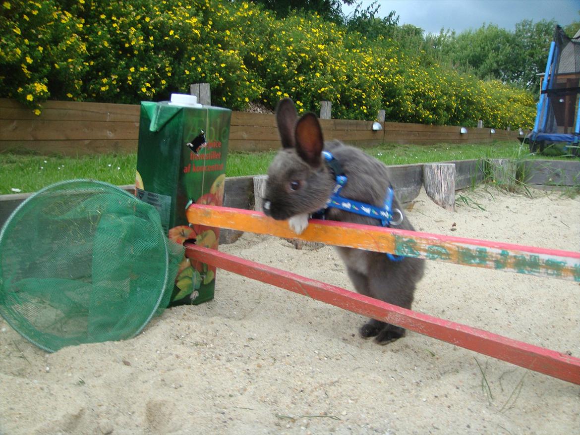 Kanin Filur <3 min kanin død :`( - igen billede 17