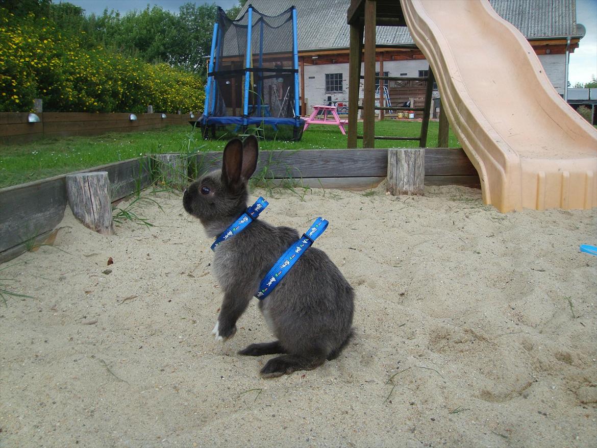 Kanin Filur <3 min kanin død :`( - hov hvad er der derover :) <3 billede 18