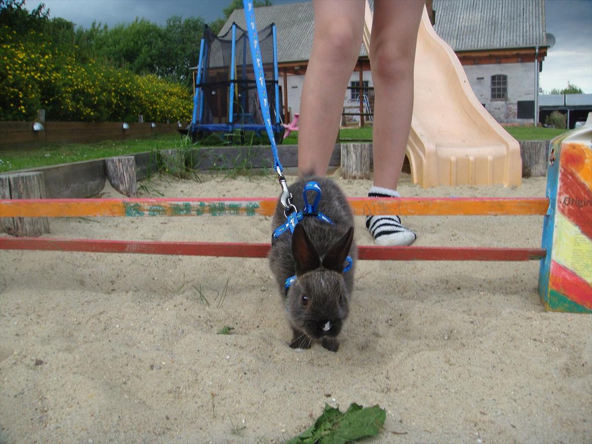 Kanin Filur <3 min kanin død :`( - lige landet fra springet :) billede 19