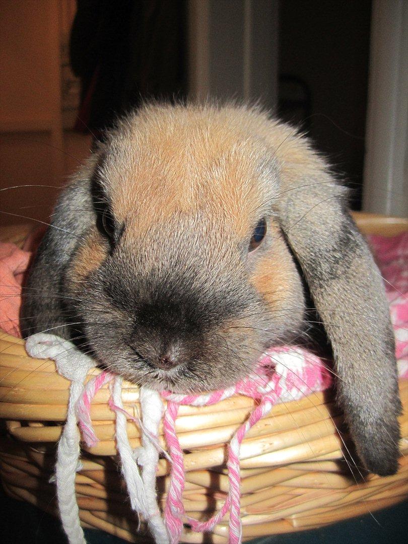 Kanin Naked Nagini Tosqua billede 13