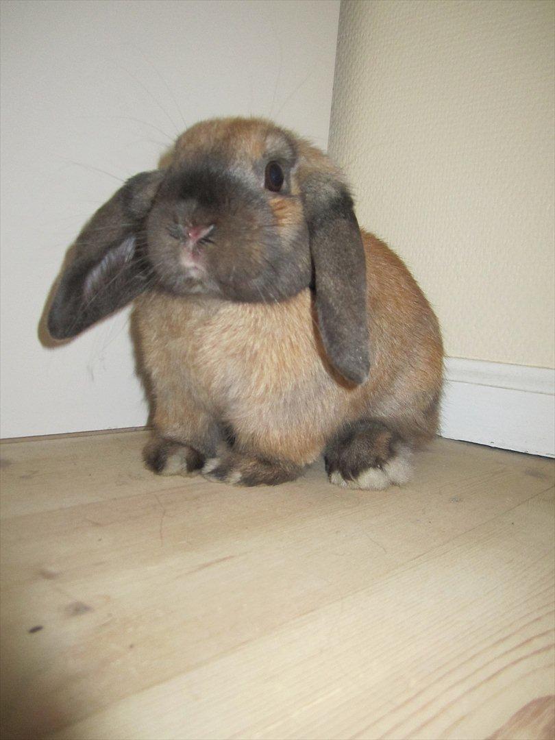 Kanin Naked Nagini Tosqua billede 14