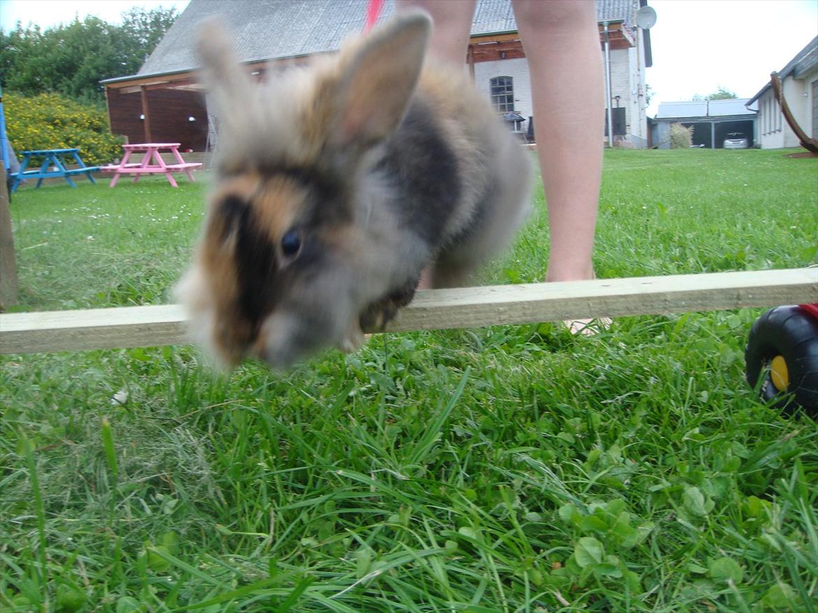 Kanin brownie Solgt :,( - brownie springer for første gang :=) billede 6