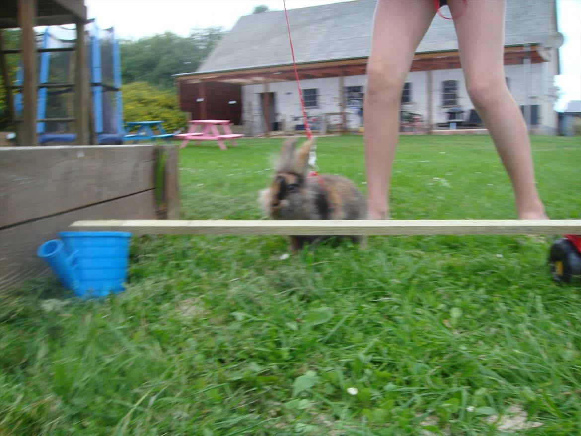 Kanin brownie Solgt :,( - weeeeeeee billede 8