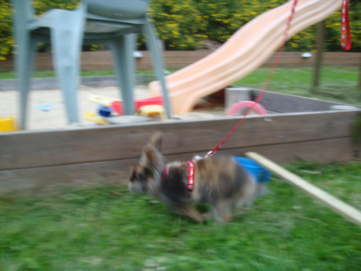 Kanin brownie Solgt :,( - sygt billed :) billede 9