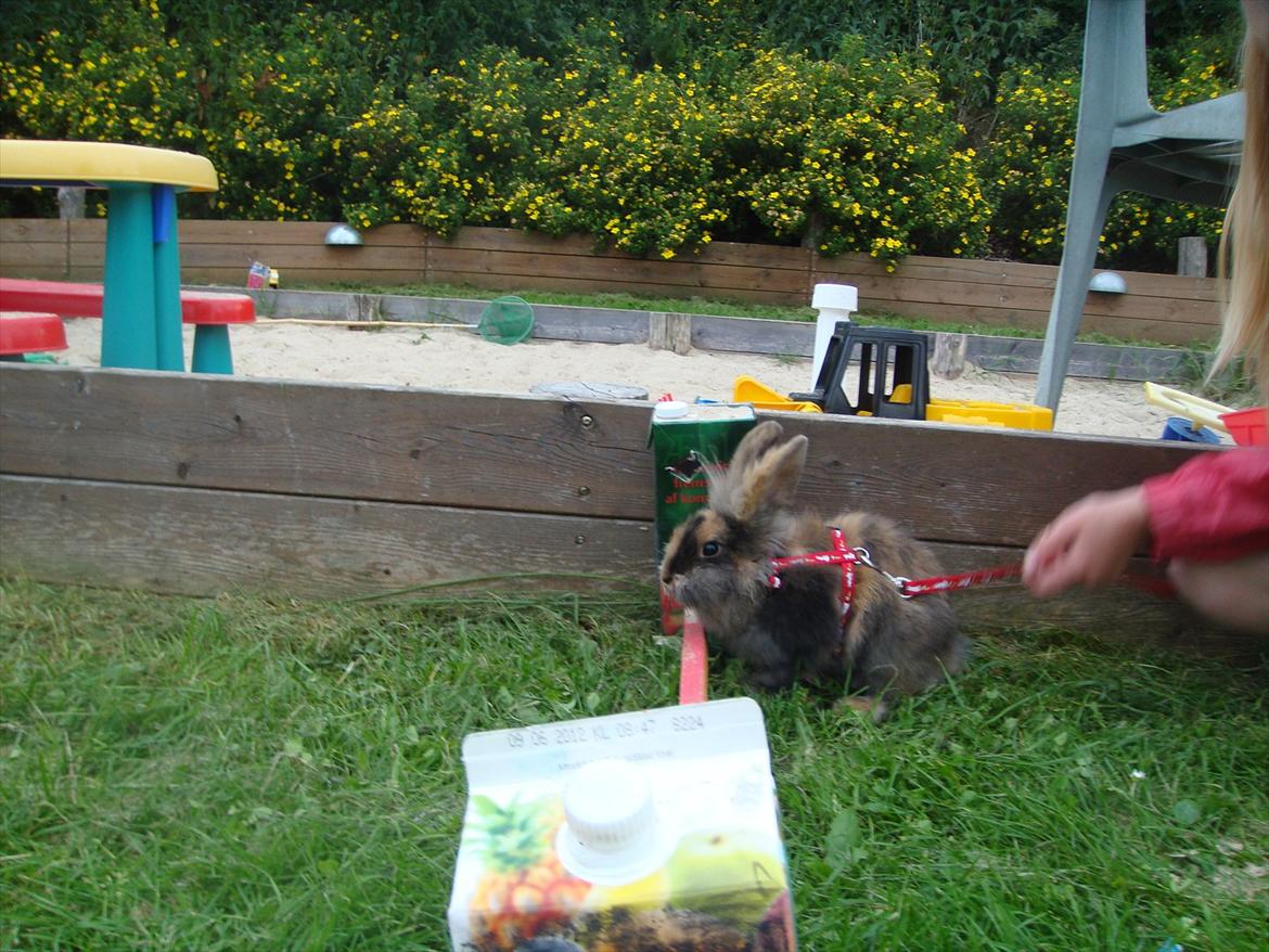 Kanin brownie Solgt :,( - spring lille kanin :) <3 billede 10