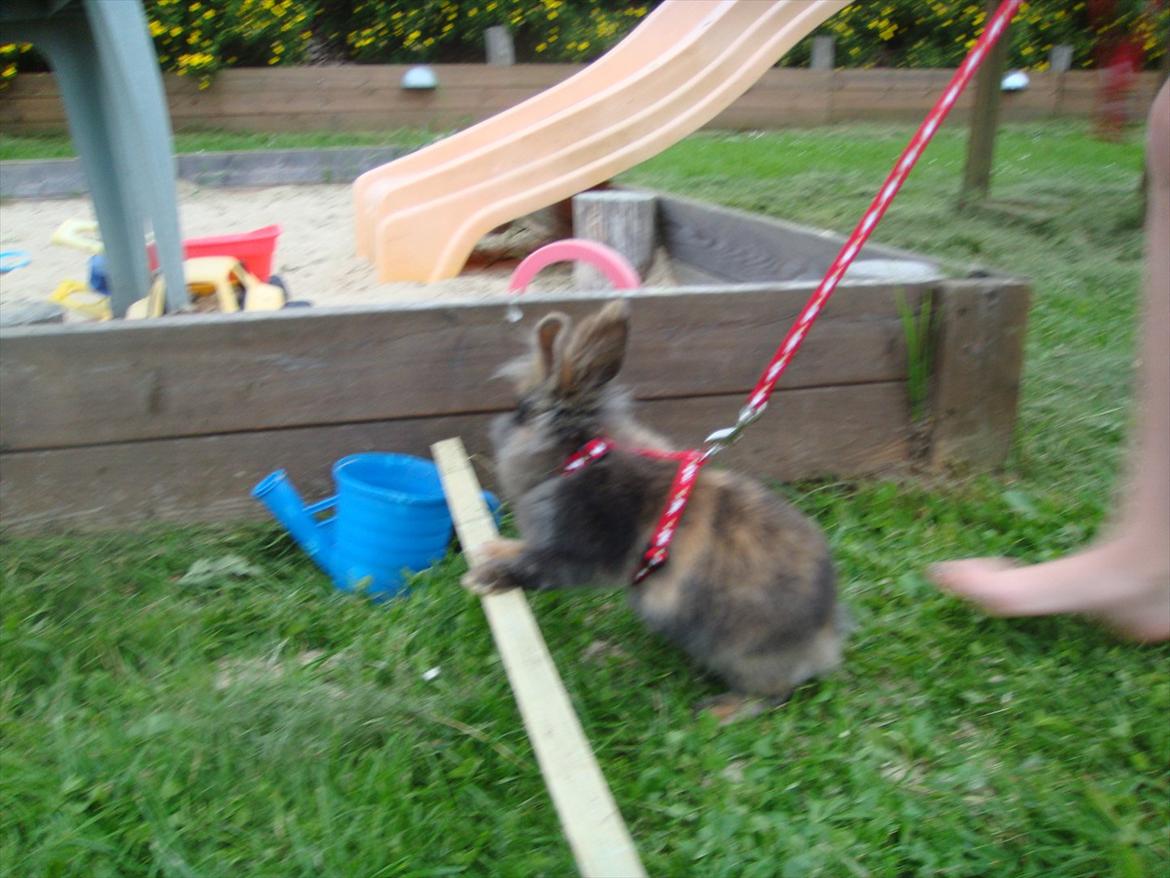 Kanin brownie Solgt :,( - jubiiiii !! billede 11