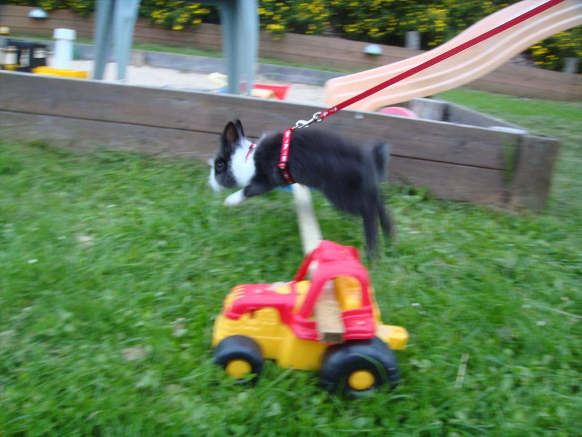 Kanin bell <3 min søsters. Solgt :,( - så springer vi for første gang :) <3 billede 6