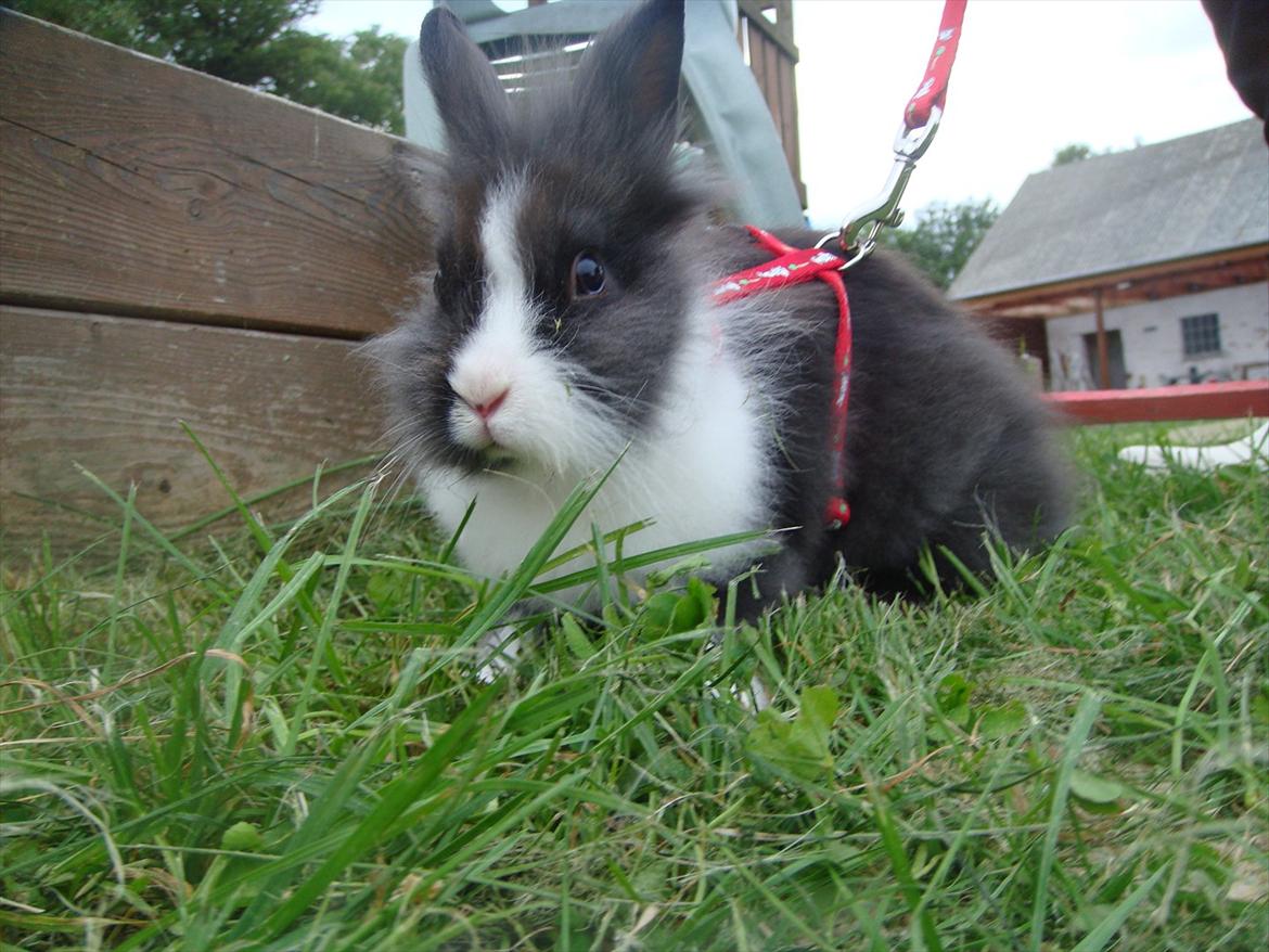 Kanin bell <3 min søsters. Solgt :,( - så er vi springklar :D !! billede 8