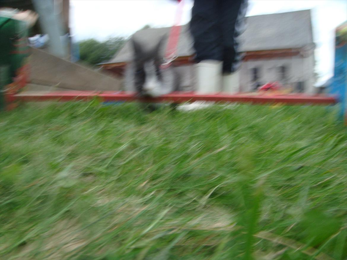 Kanin bell <3 min søsters. Solgt :,( - upss det blev lidt rystet :I billede 9