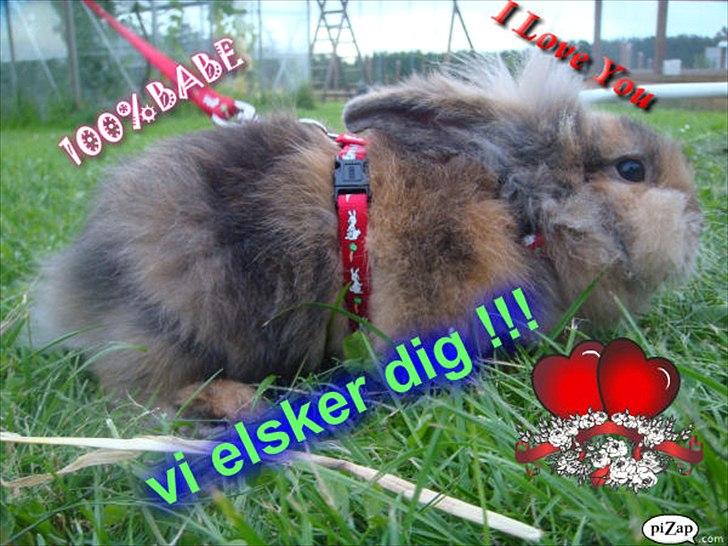 Kanin brownie Solgt :,( - love you billede 12