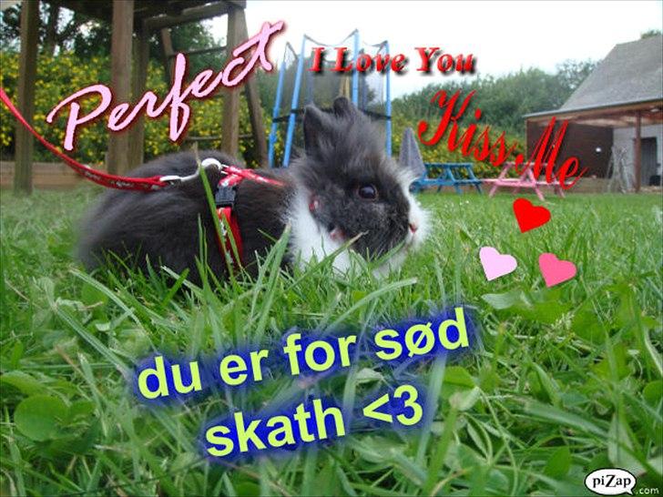 Kanin bell <3 min søsters. Solgt :,( - love you skath :) billede 10