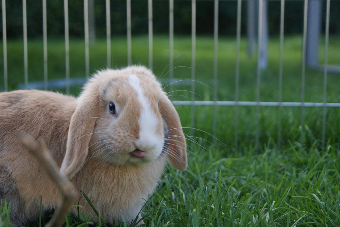 Kanin |DV| Aras´ Piccoli - Den smukketste (og sjoveste) <3 billede 6