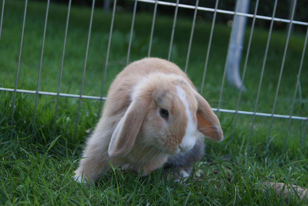 Kanin |DV| Aras´ Piccoli - Drømme babyén billede 15