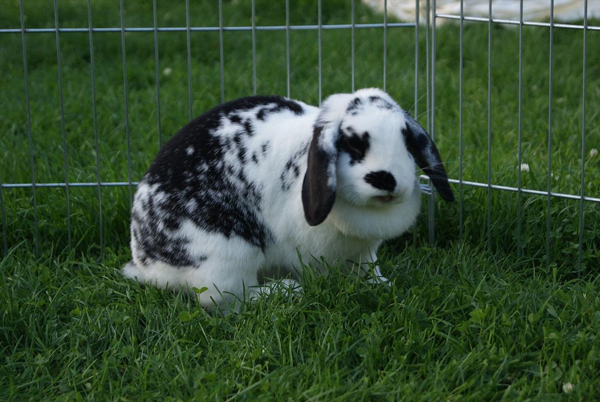 Kanin |DV| Aras´ Kasmira - HiHi Hvor er du bare nuttet min skatt billede 12