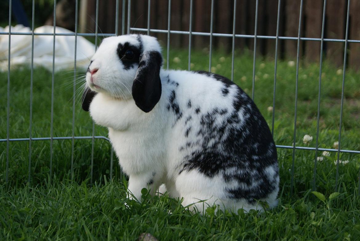 Kanin |DV| Aras´ Kasmira - En kanin så smuk :) billede 5