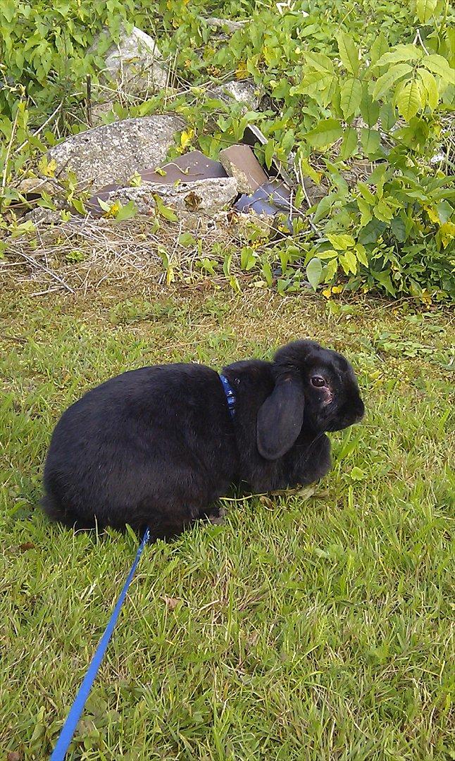 Kanin Nadia - i hvor er det et find vejer at være ude  billede 16