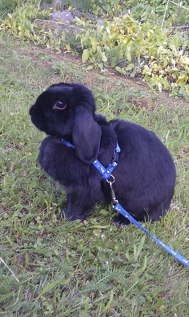 Kanin Nadia - er jeg ikke find nyde sol ved ikke lige hvad jeg skal find på at laver  billede 17