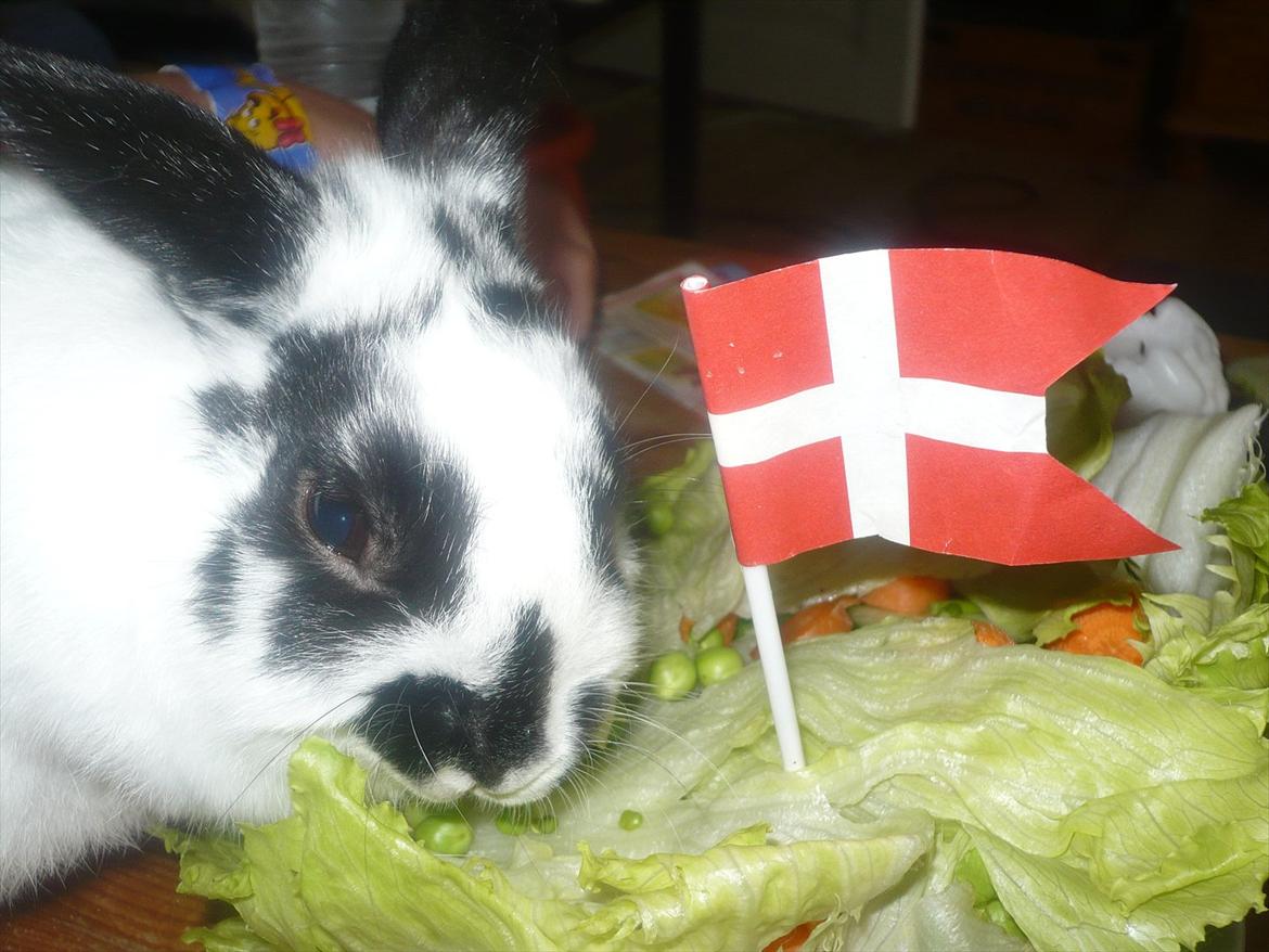 Kanin vulles - fødselsdag billede 1