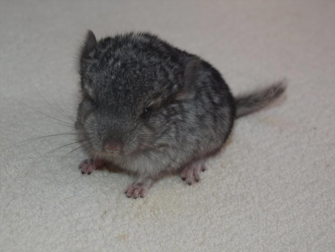 Chinchilla Dutter - Baby billeder :) billede 1