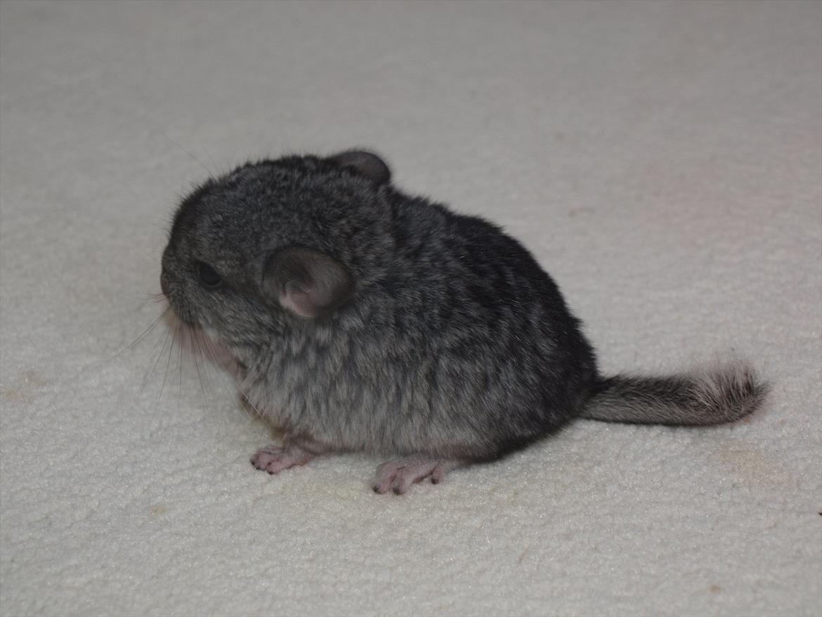 Chinchilla Dutter billede 2