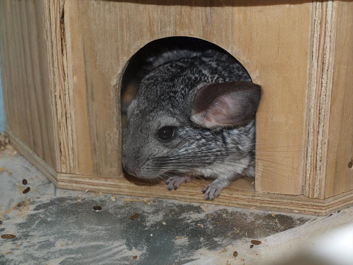 Chinchilla Dutter billede 3