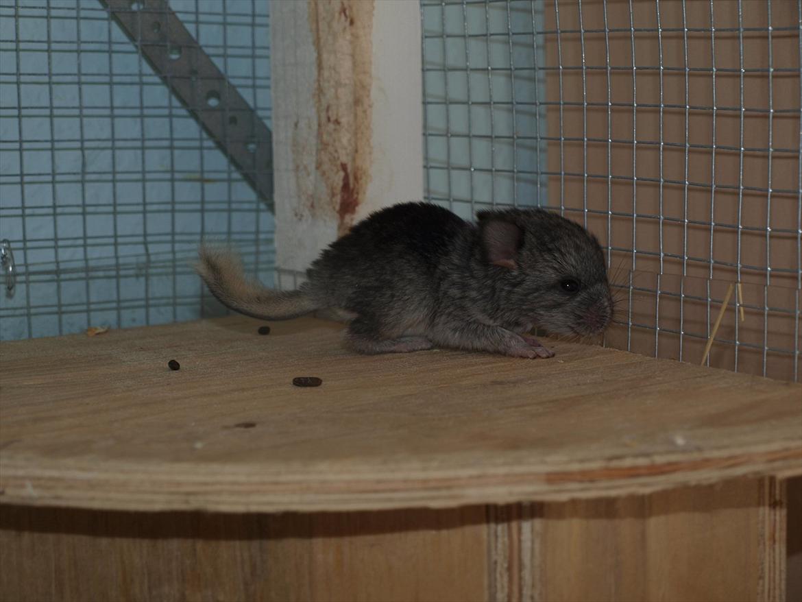 Chinchilla Dutter billede 4