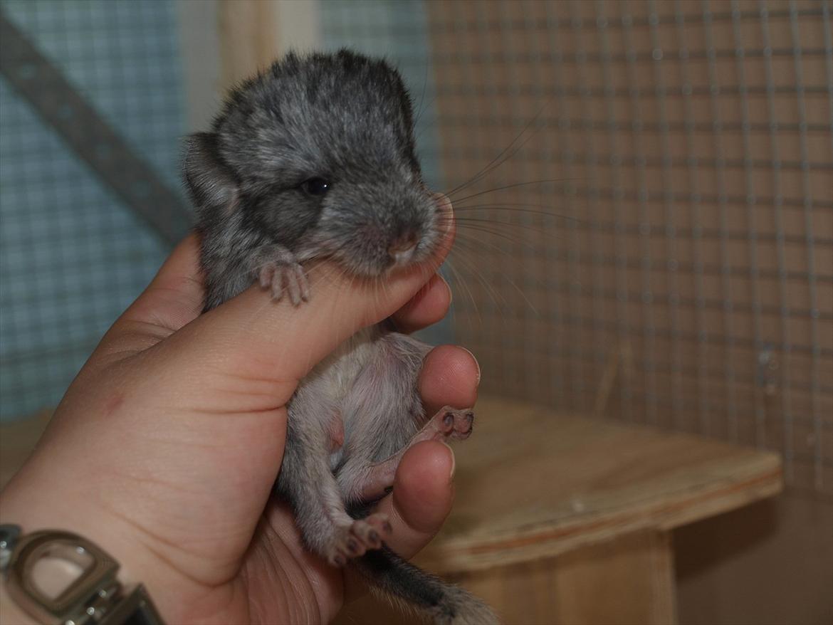 Chinchilla Dutter billede 5