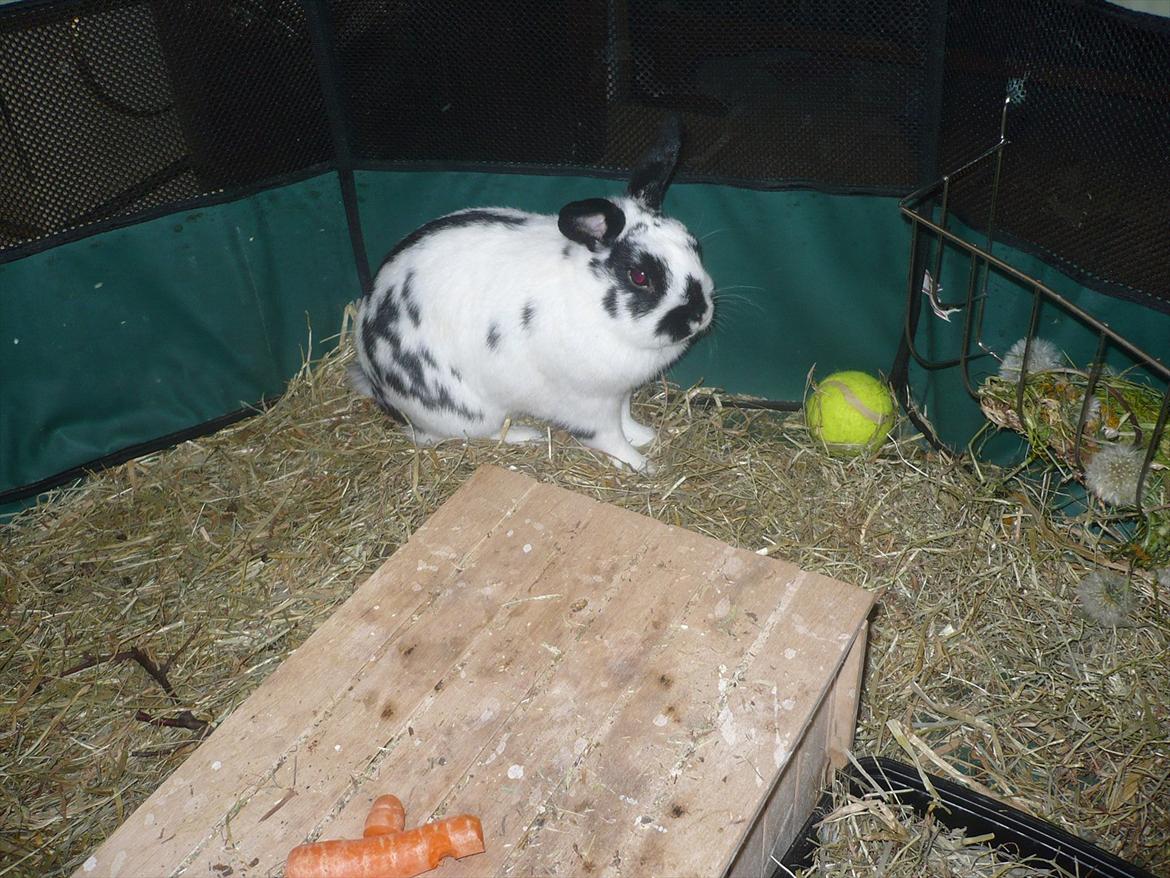 Kanin vulles billede 2