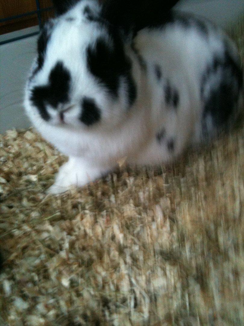 Kanin vulles billede 3