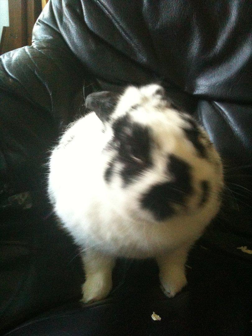 Kanin vulles billede 4