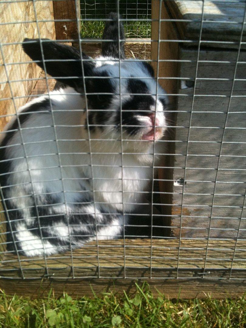 Kanin vulles billede 5