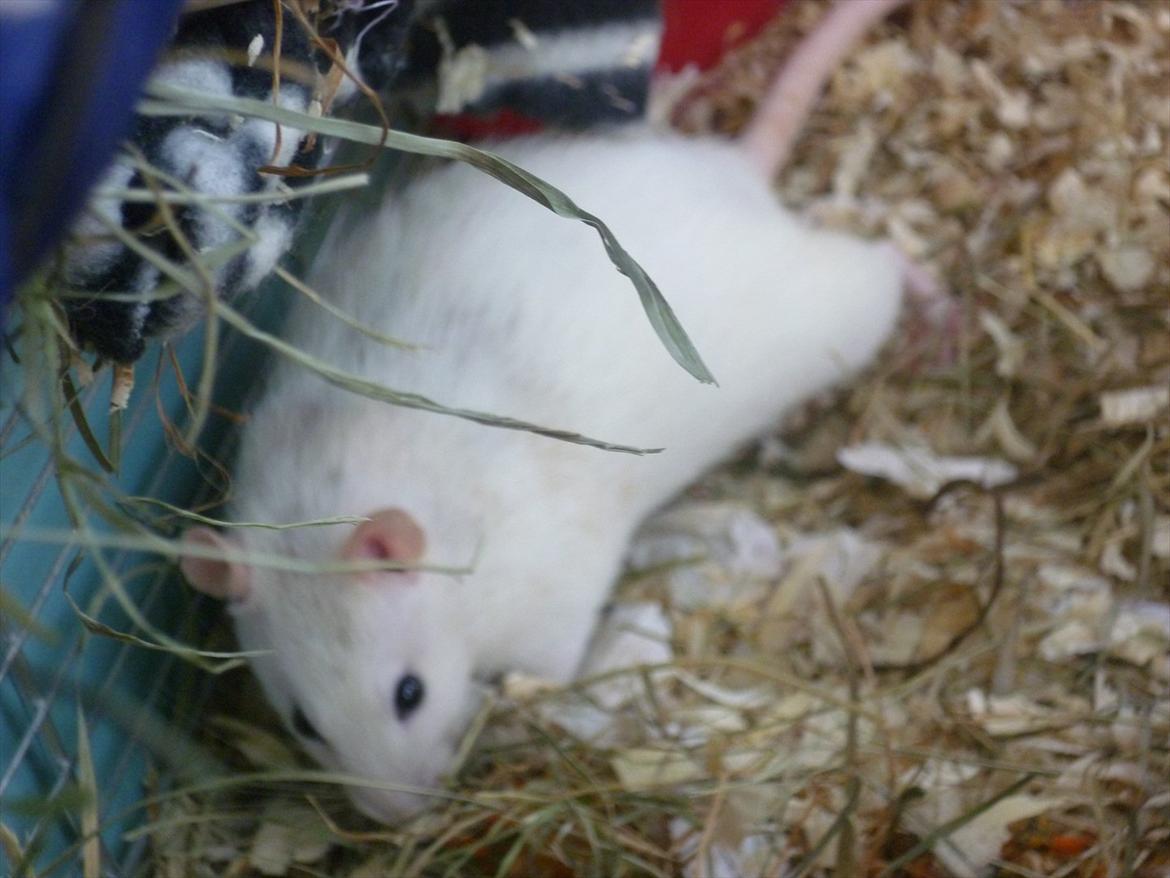 Tamrotte sputnik billede 2