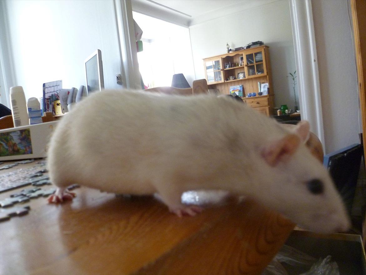 Tamrotte sputnik billede 3