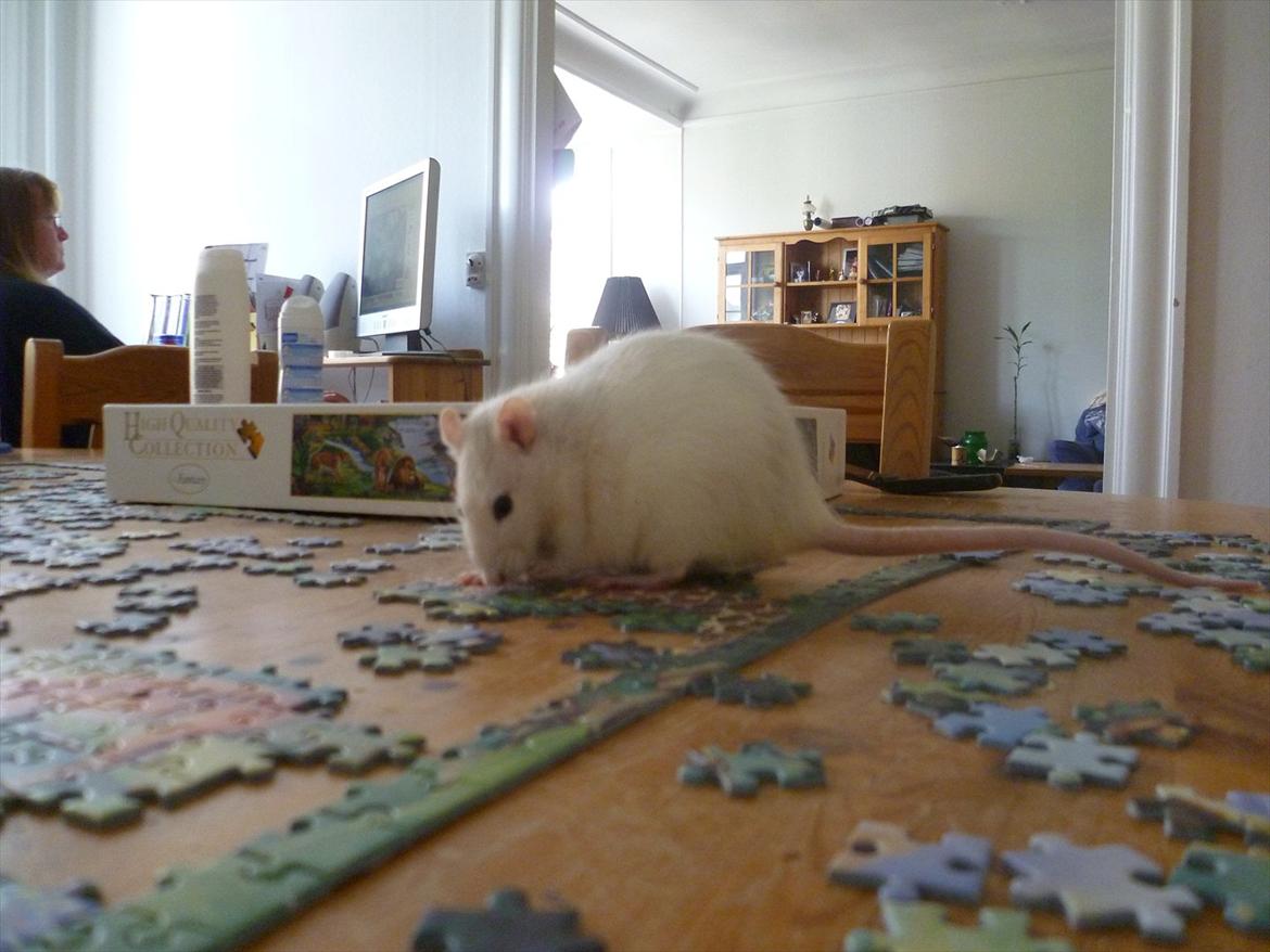 Tamrotte sputnik billede 4