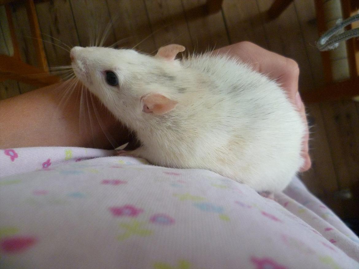 Tamrotte sputnik billede 5