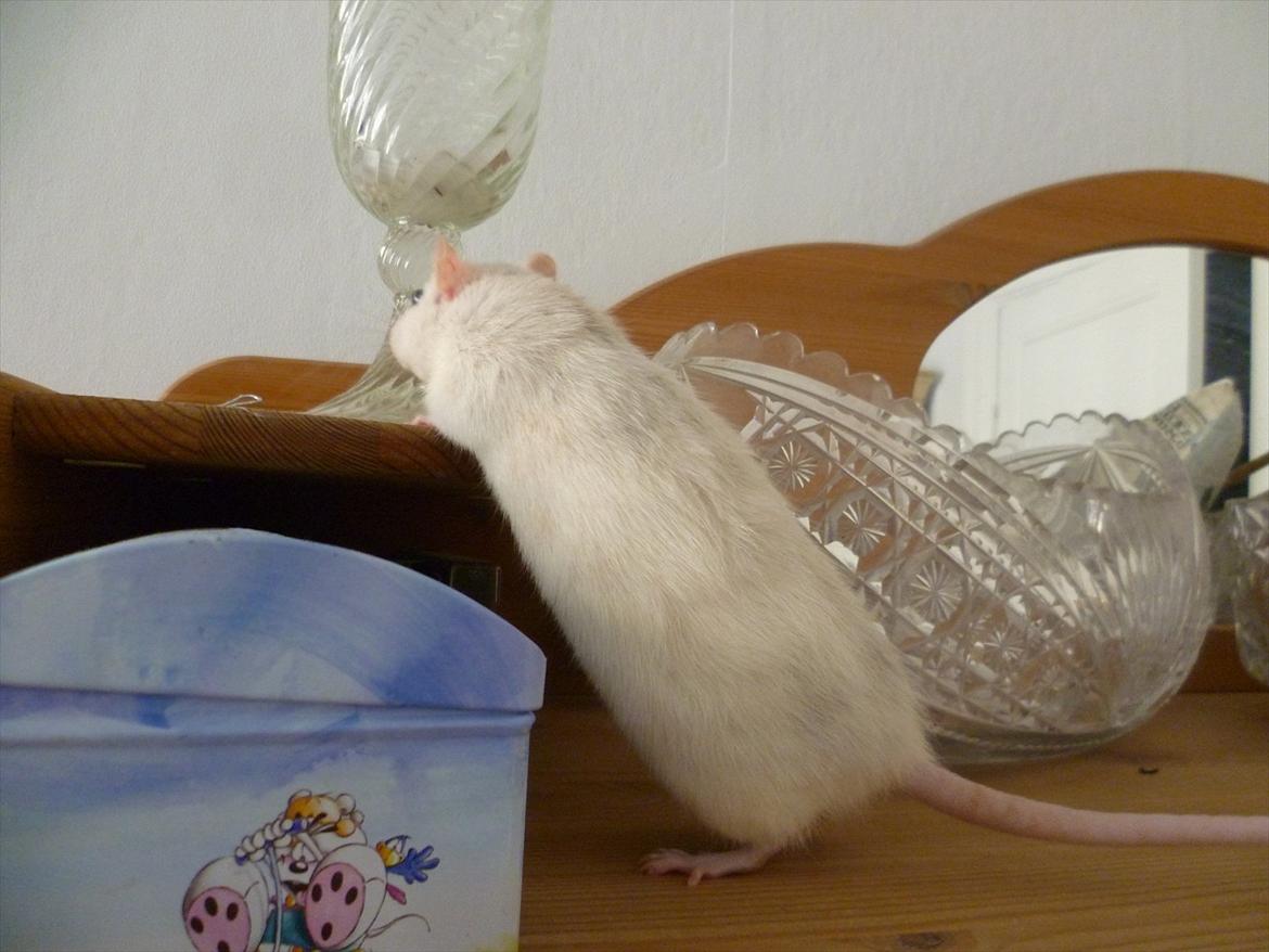 Tamrotte sputnik billede 6