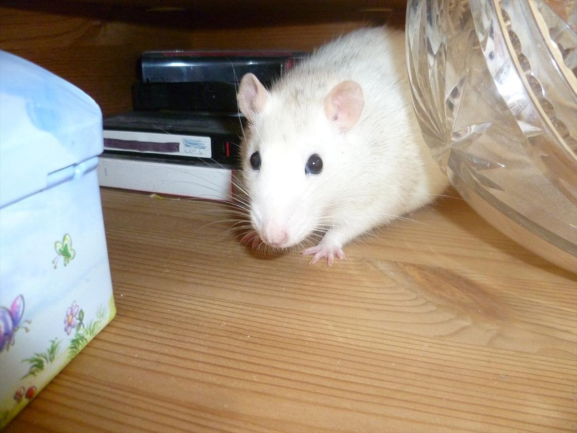 Tamrotte sputnik billede 7