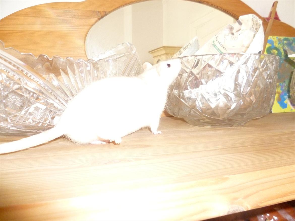 Tamrotte sputnik billede 8