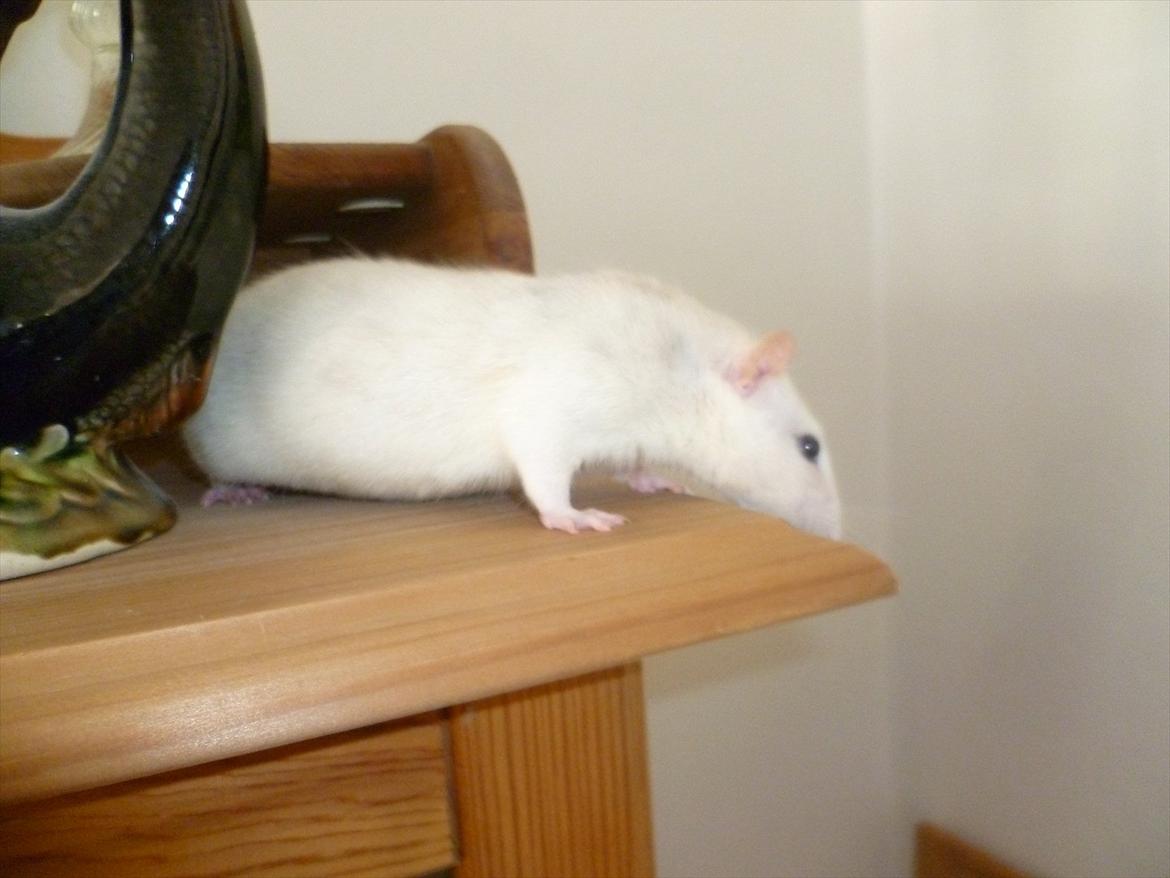 Tamrotte sputnik billede 9