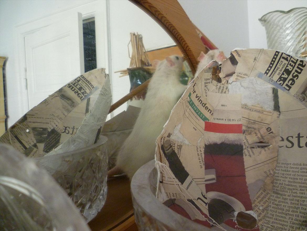 Tamrotte sputnik billede 10